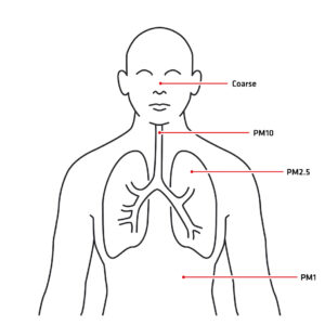 Niveaux de pénétration des particules fines dans l’appareil respiratoire humain